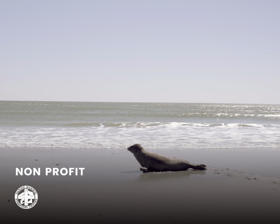marine mammal stranding center